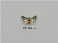 藏品(夜蛾619)的圖片